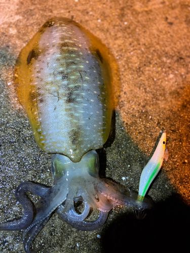 アオリイカの釣果