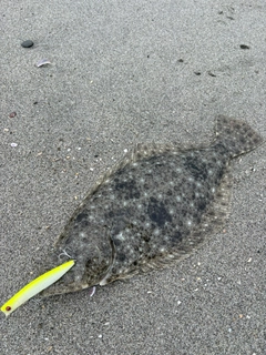 ヒラメの釣果