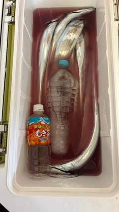 タチウオの釣果