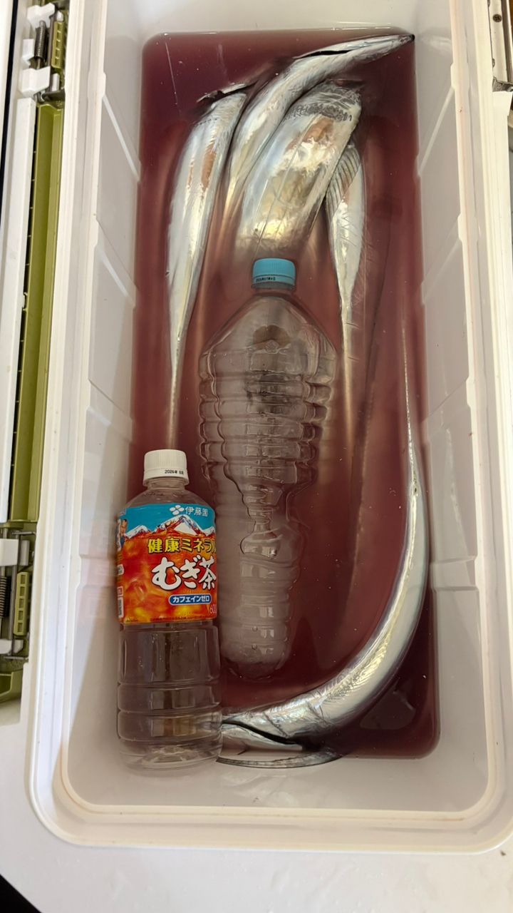 つりりりりさんの釣果 1枚目の画像