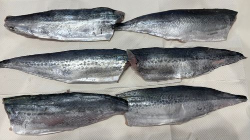 サゴシの釣果