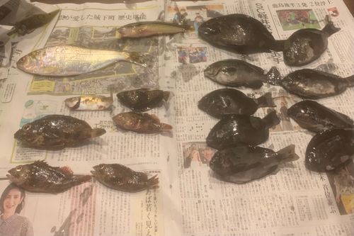 メジナの釣果
