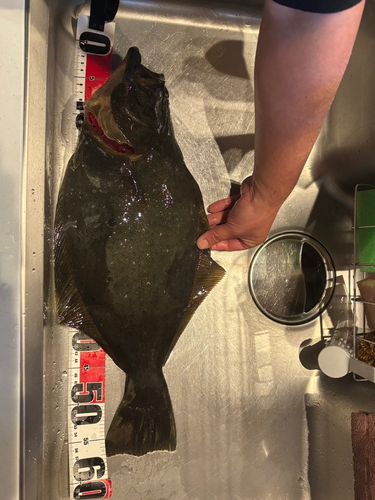 ヒラメの釣果
