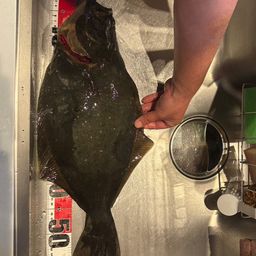 ヒラメ
