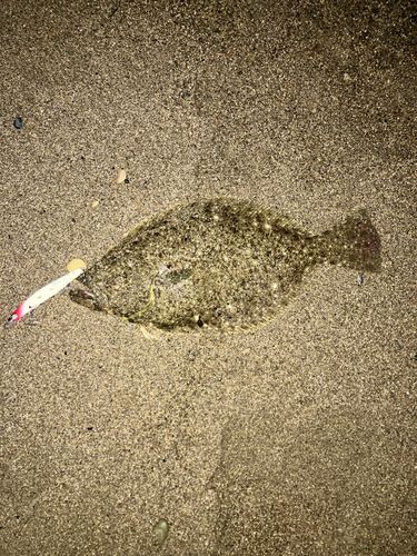 ヒラメの釣果