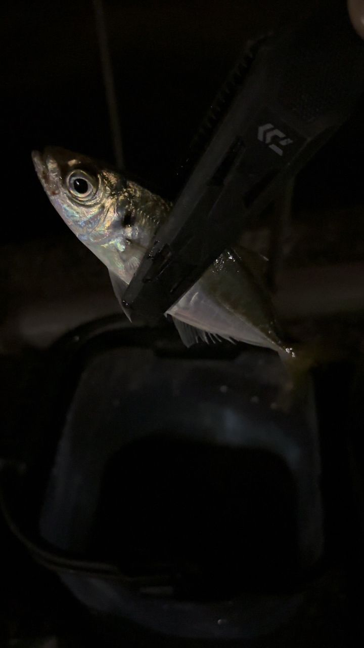 アジ