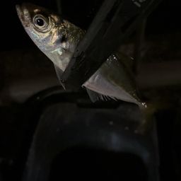 アジ