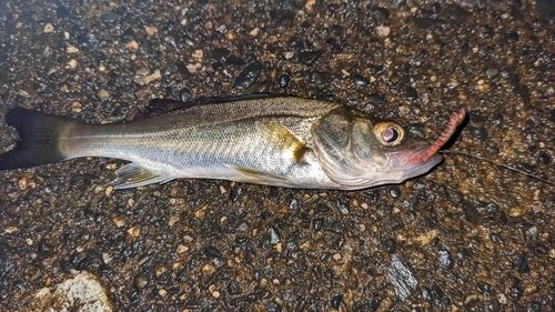 セイゴ（マルスズキ）の釣果