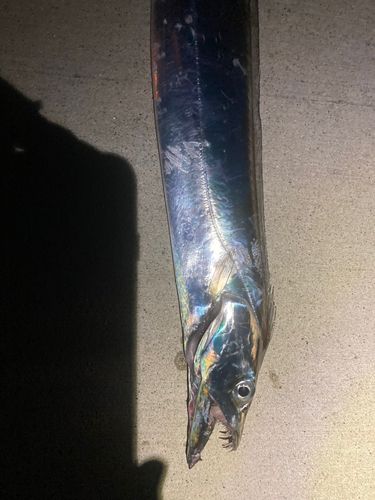 タチウオの釣果