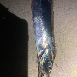 タチウオ
