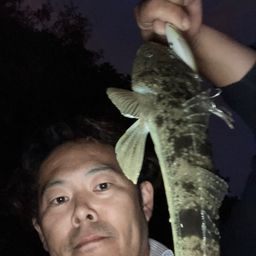 マゴチ