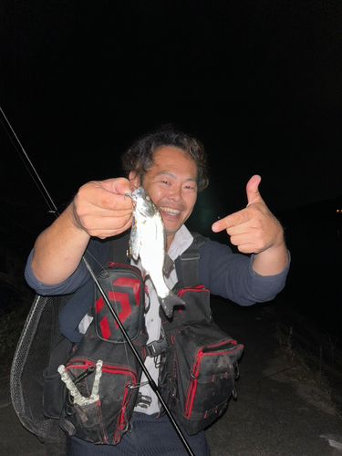 セイゴ(タイリクスズキ)の釣果