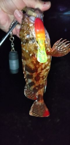 釣果
