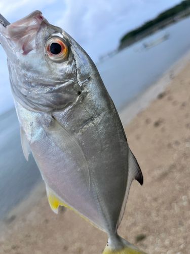 メッキの釣果
