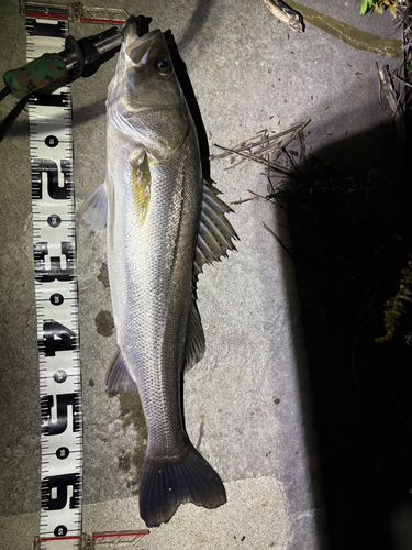 シーバスの釣果