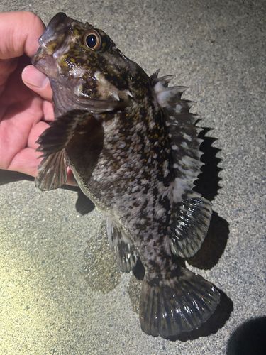 ソイの釣果