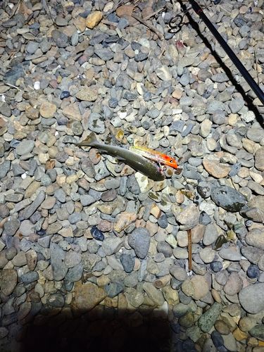 ボラの釣果