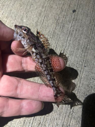 アナハゼの釣果