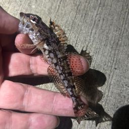 アナハゼ