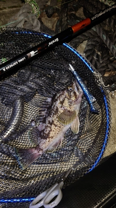 クロソイの釣果