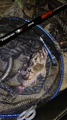 クロソイの釣果