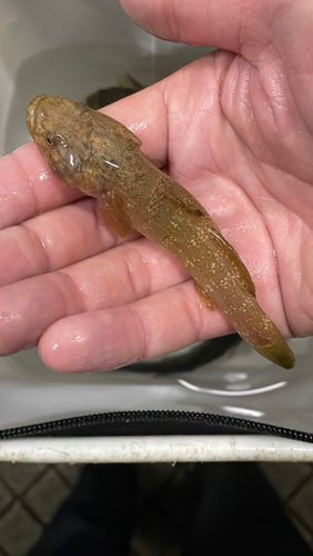 メジナの釣果