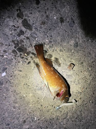 白鳥大橋