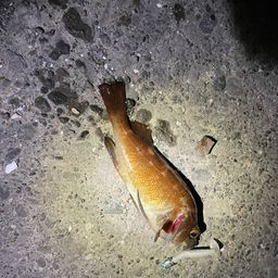 エゾメバル