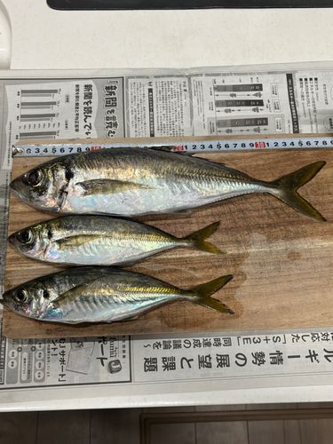 アジの釣果