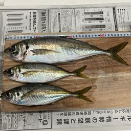 アジ