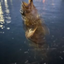 カサゴ