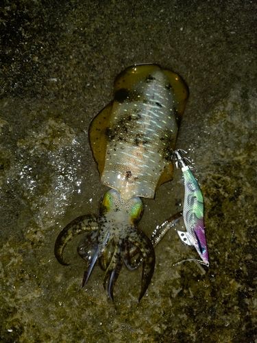 アオリイカの釣果