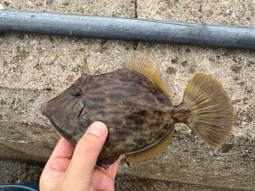 カワハギの釣果