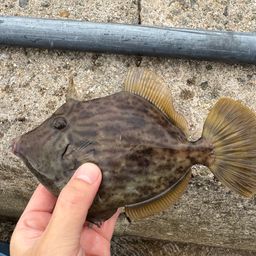 カワハギ