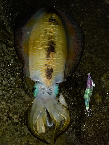 アオリイカの釣果