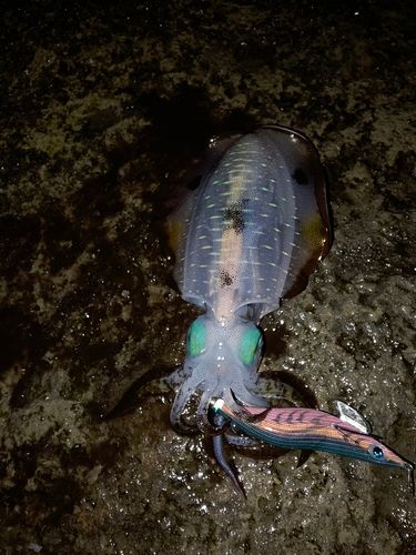 アオリイカの釣果