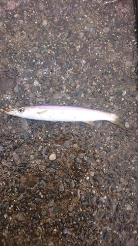 カマスの釣果