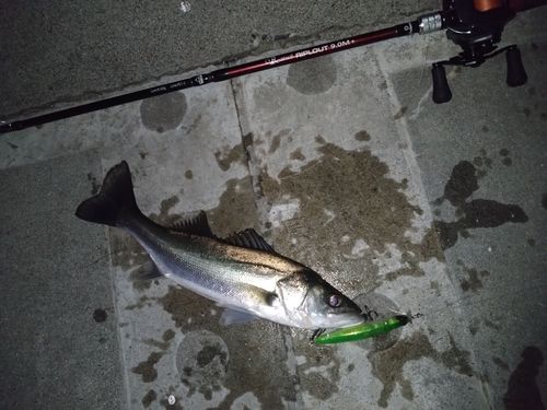 シーバスの釣果