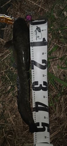 ニホンナマズの釣果