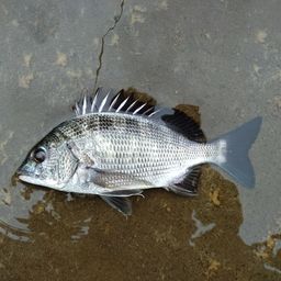 クロダイ