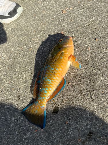 錦江湾