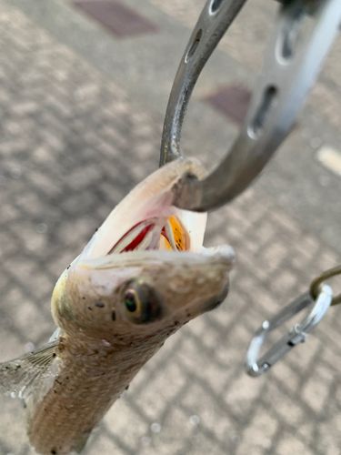 エソの釣果
