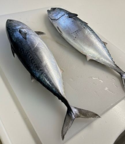 西湘サーフ