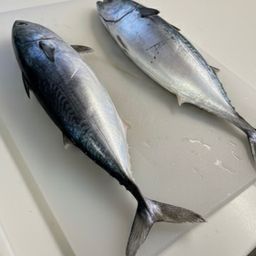ヒラソウダ