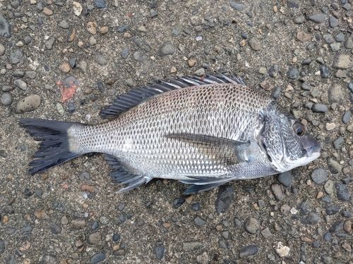 クロダイの釣果