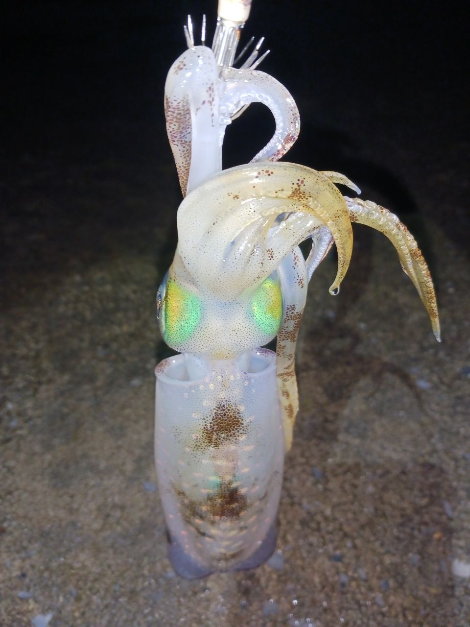 SHIMANO 19セフィア リミテッド S77MLの最安値・インプレ・釣果 | 本音