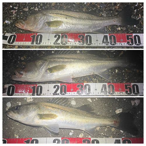 シーバスの釣果