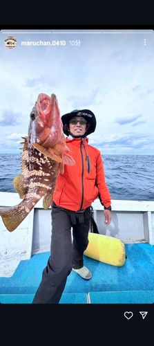 マハタの釣果