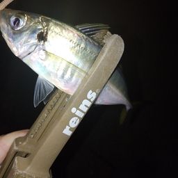 アジ