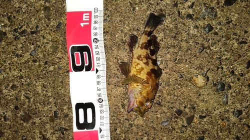 カサゴの釣果